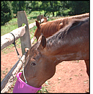 Equi-Strap in use on Round Pen or Pole Fence